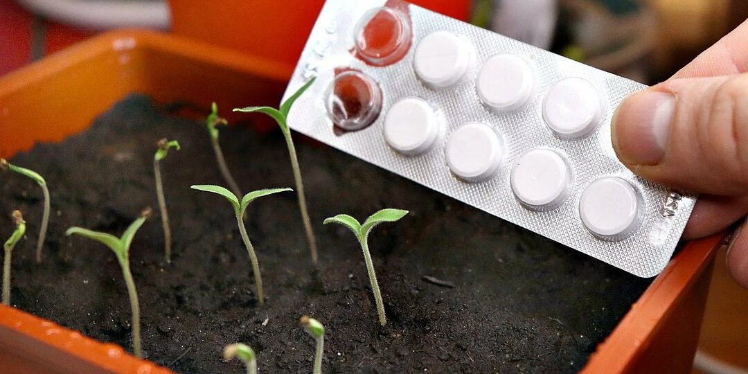 1 копеечная таблеточка из Вашей аптечки, заменит все подкормки для рассады