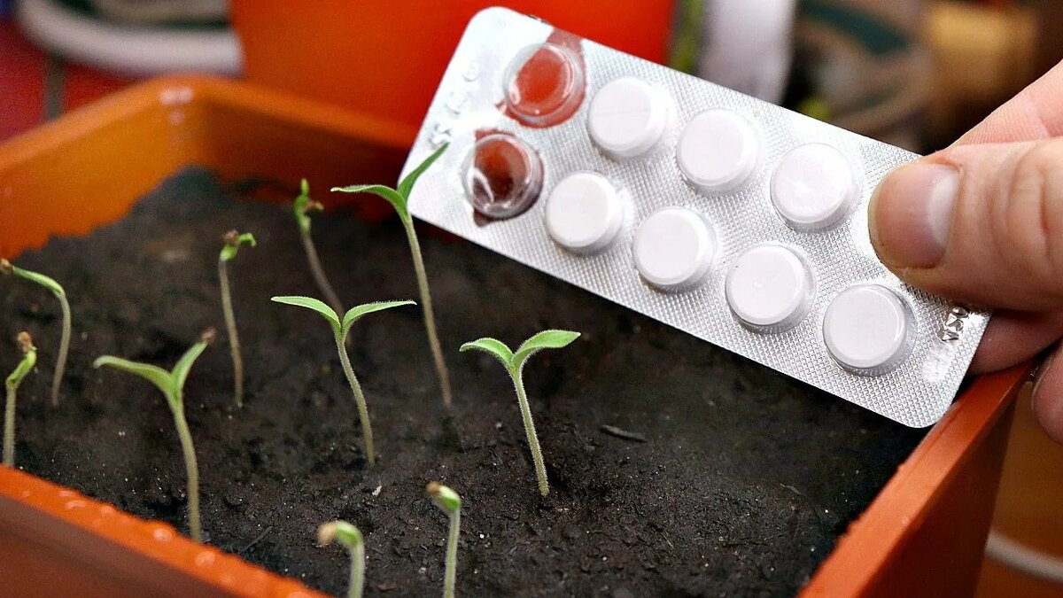 Таблетки для рассады