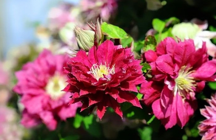 Клематис Акафуджи