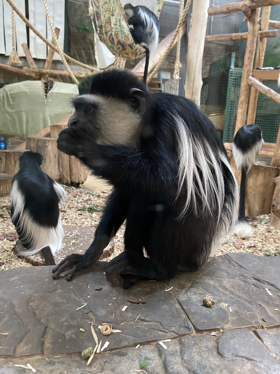  Обзьяны.Калининградский Зоопарк. Октябрь 