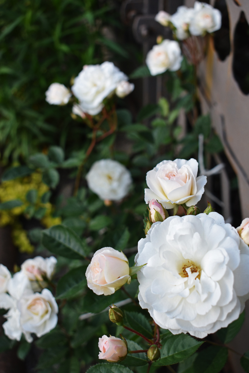 Моя белая плетистая роза. Одна из двух переехала к качели, чтобы услаждать мой взор во время отдыха. И добавить месту романтизму.