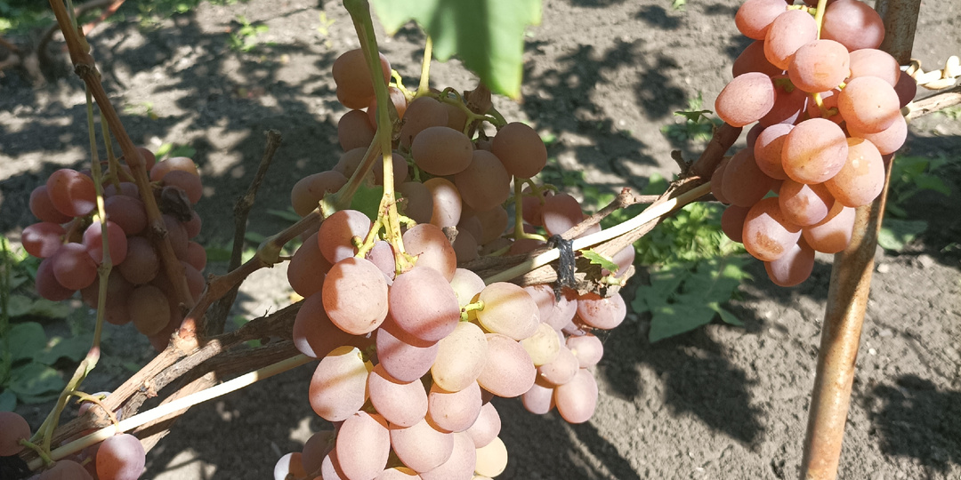 Лечебные свойства винограда