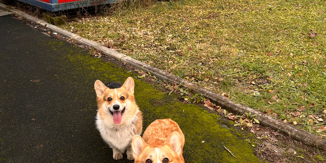 Хроники первой недели декабря! 🐶📝🐾