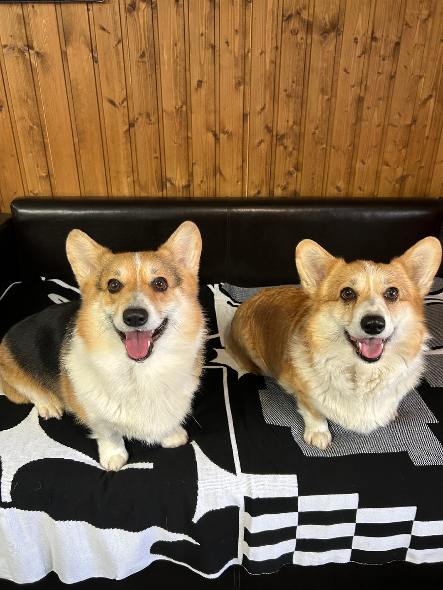 Лисички-Сестрички 🦊🐶💞