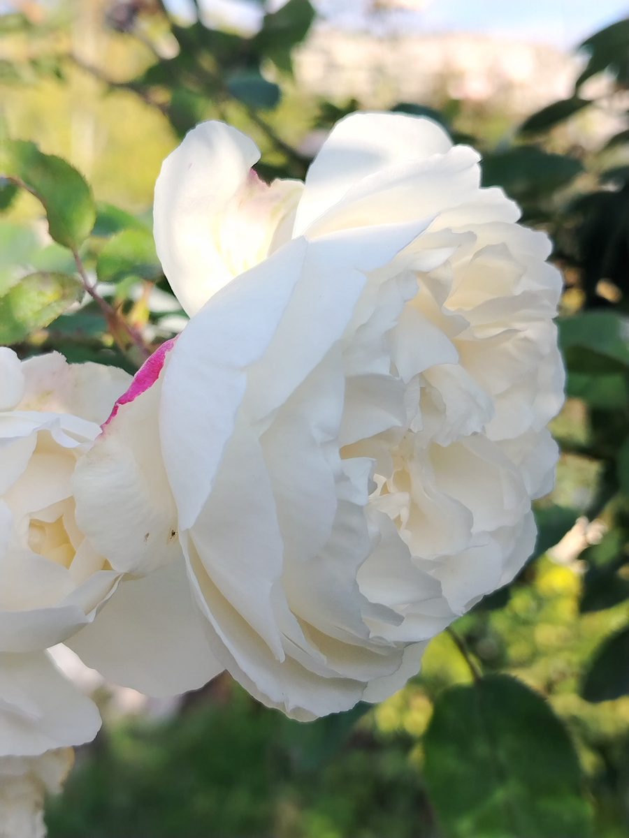 Роза Винчестер Кафедрал. Фото автора.