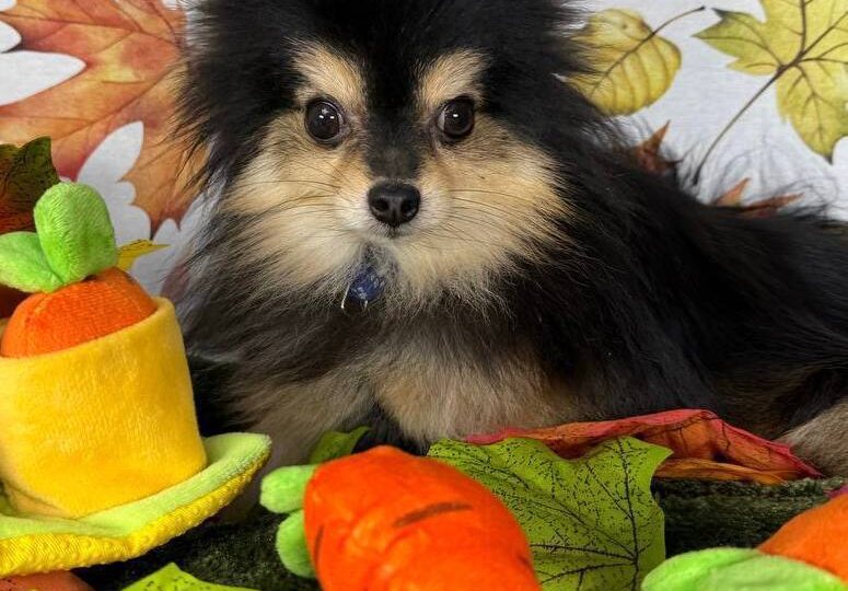 Крохотный АйДи ИЩЕТ ДОМ! Малыш менее 2 кг мечтает найти своего хозяина, присмотритесь❤️