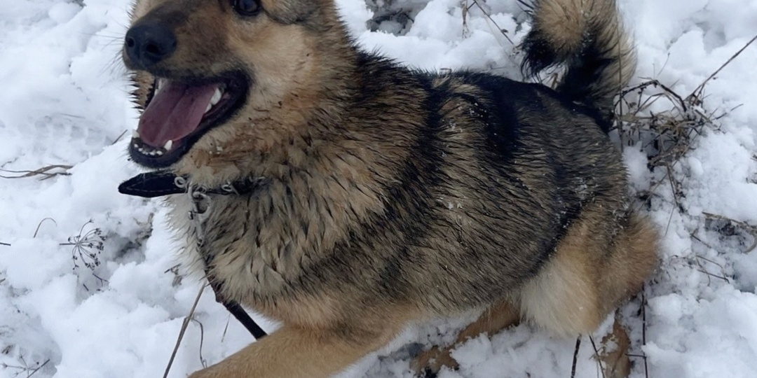 Чудо, которое не задержится в приюте. Но пока задерживается. Щенок Макс, 5 месяцев ожидания