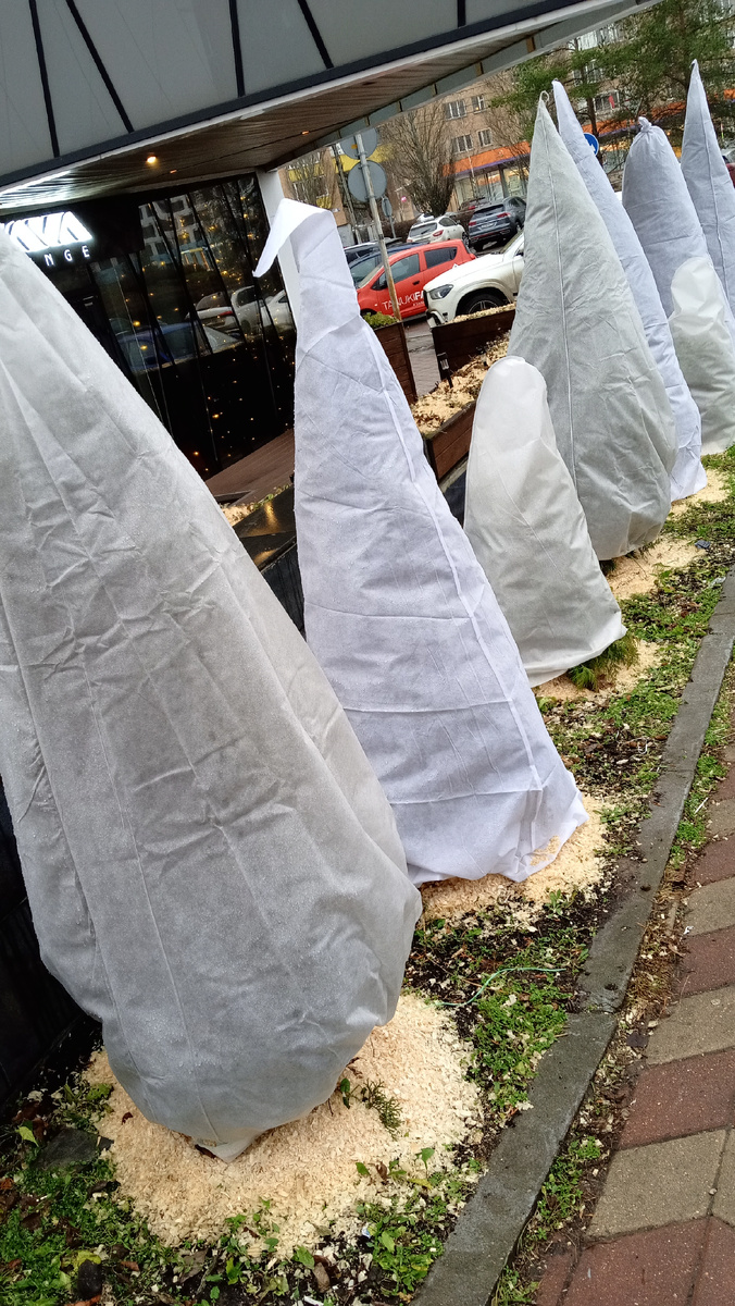 Туи под укрытием. Фото автора.