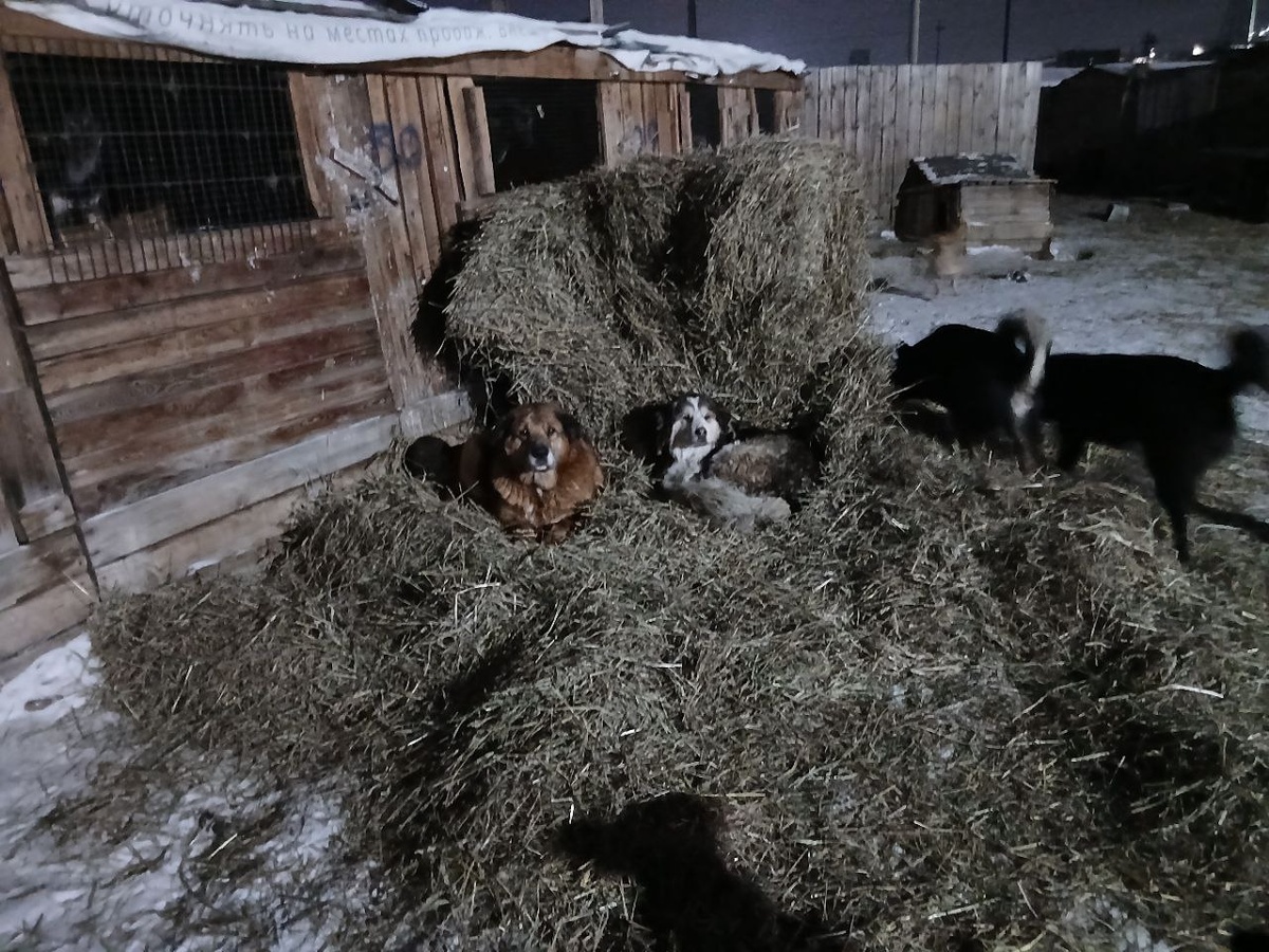 Семейная пара, символ приюта Полкан и его подруга Сердечко, отдыхают на приехавшем сене