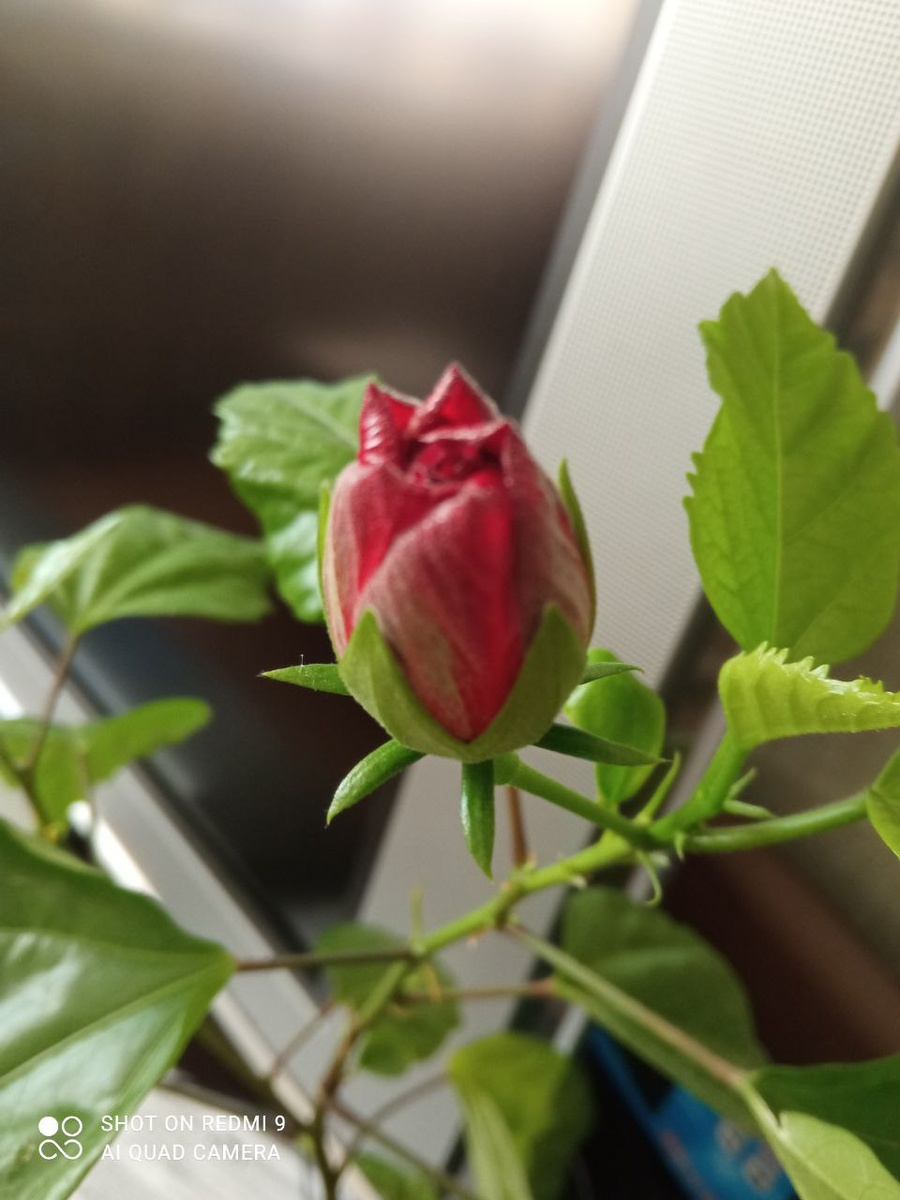 Гибискус. Китайская роза. Бутон.