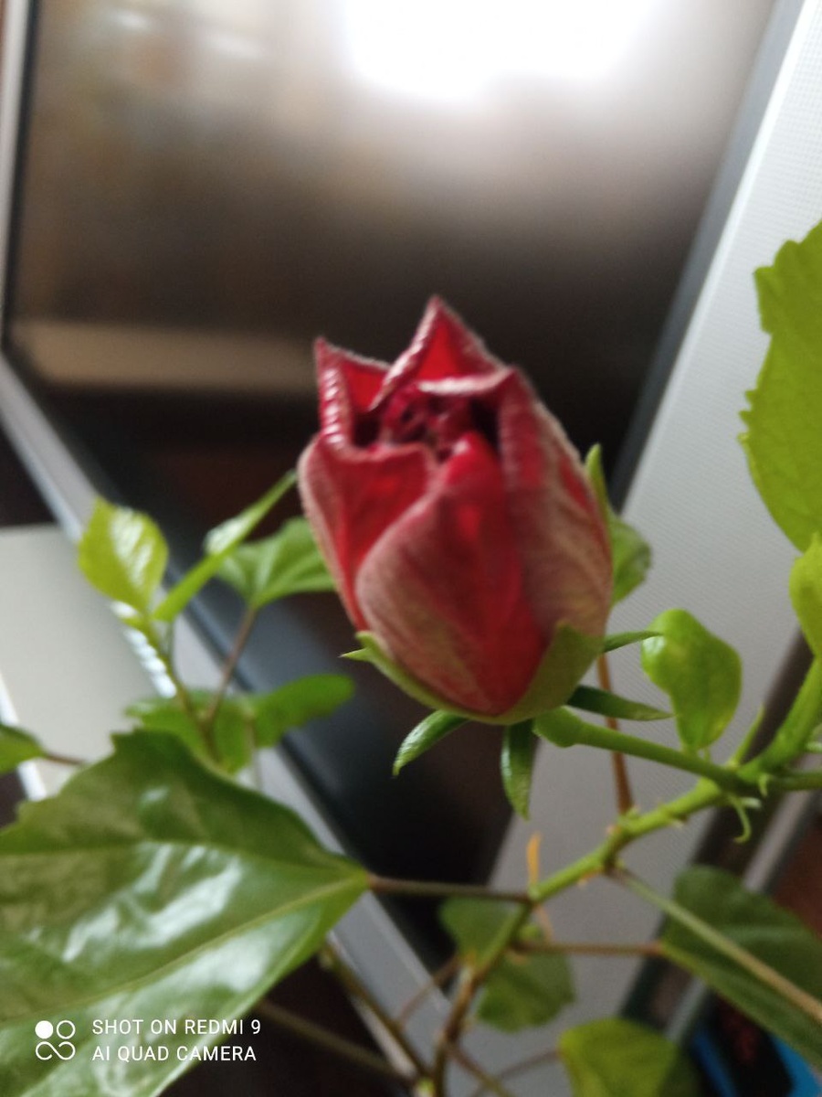 Гибискус. Китайская роза. Бутон.