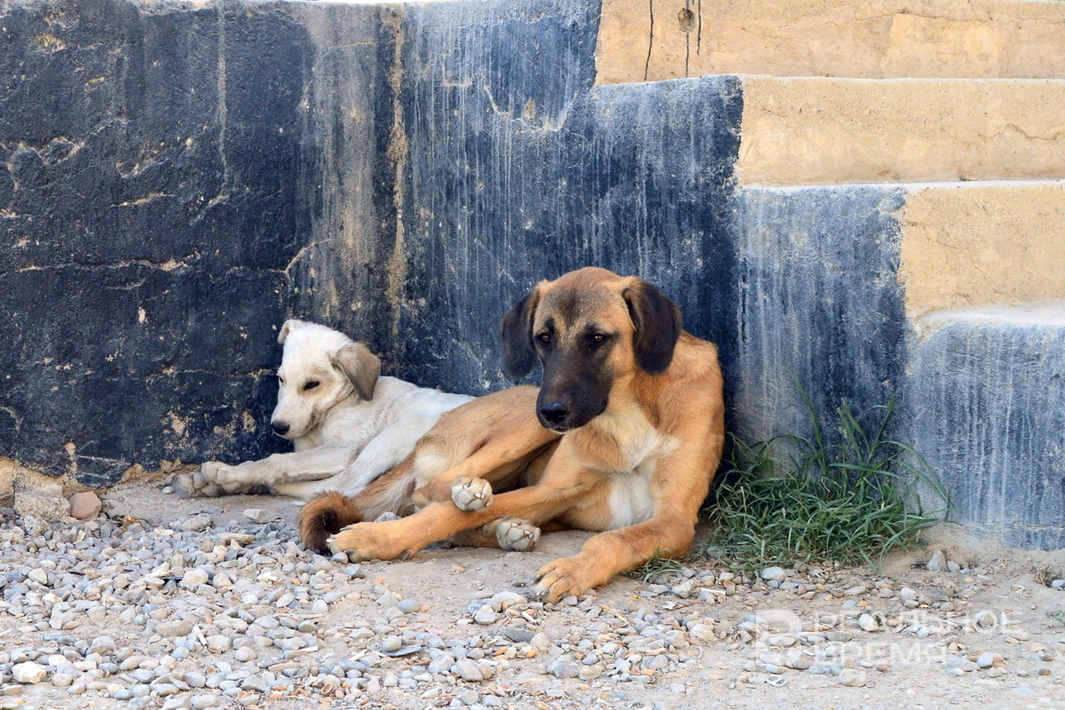   Елизавета Пуншева / realnoevremya.ru
