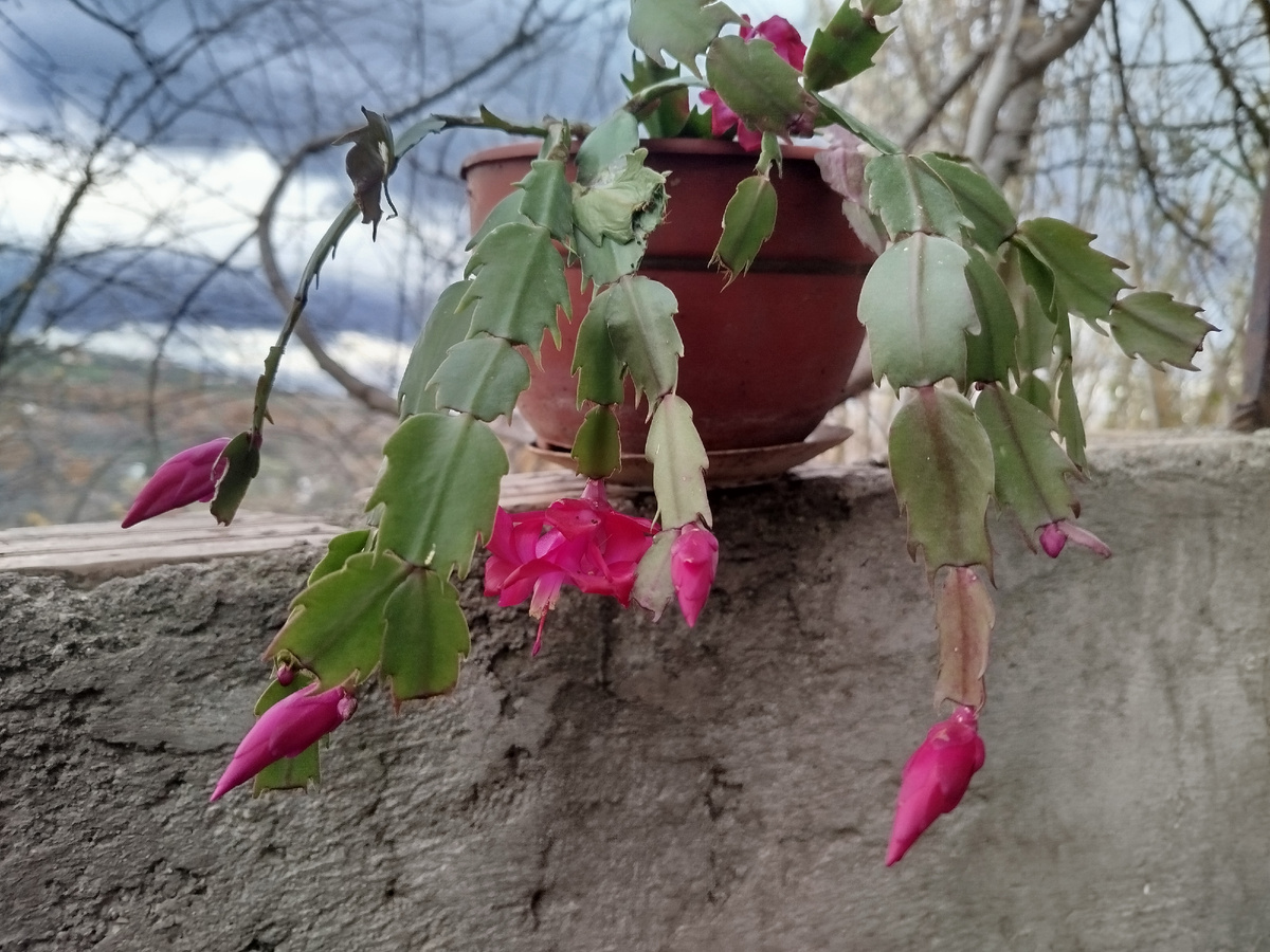 Фото автора. Цветение декабриста, купленного два года назад в 2024г.