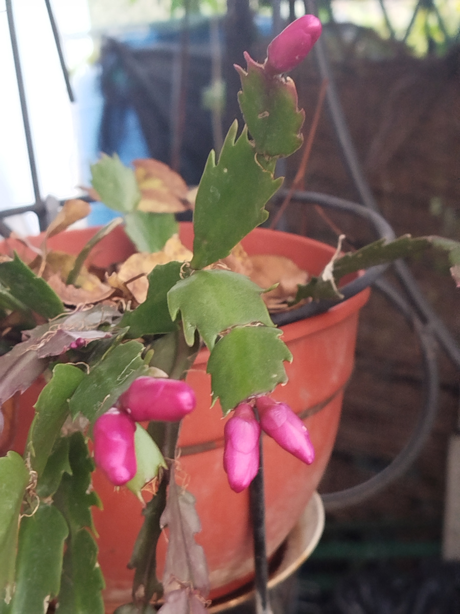 Фото автора. Бутоны декабриста сегодня.