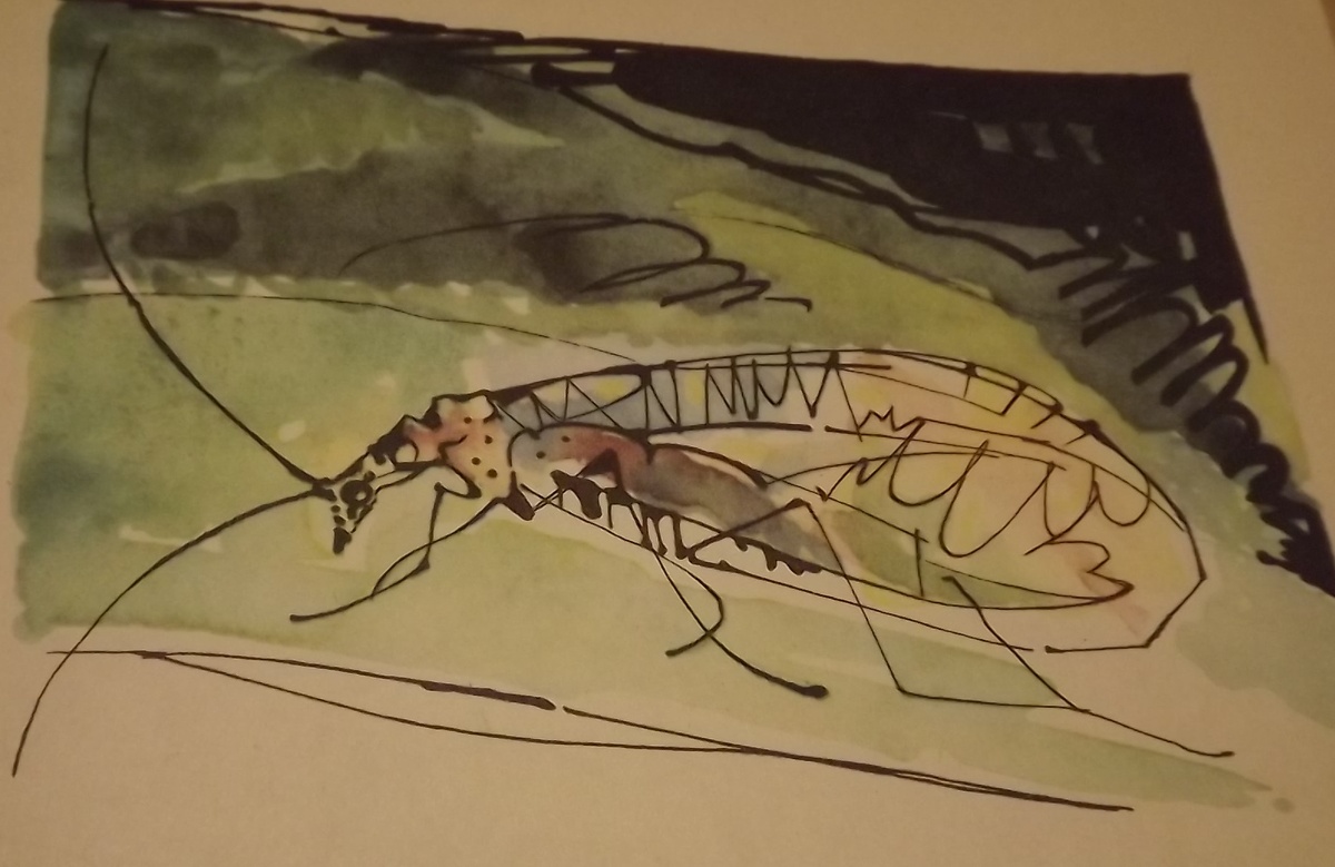 Златоглазка, рисунок В.С. Алфеевского