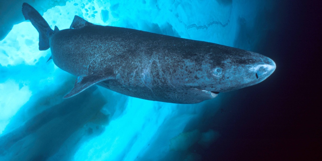 До бесконечности: сколько живут самые старшие животные-долгожители