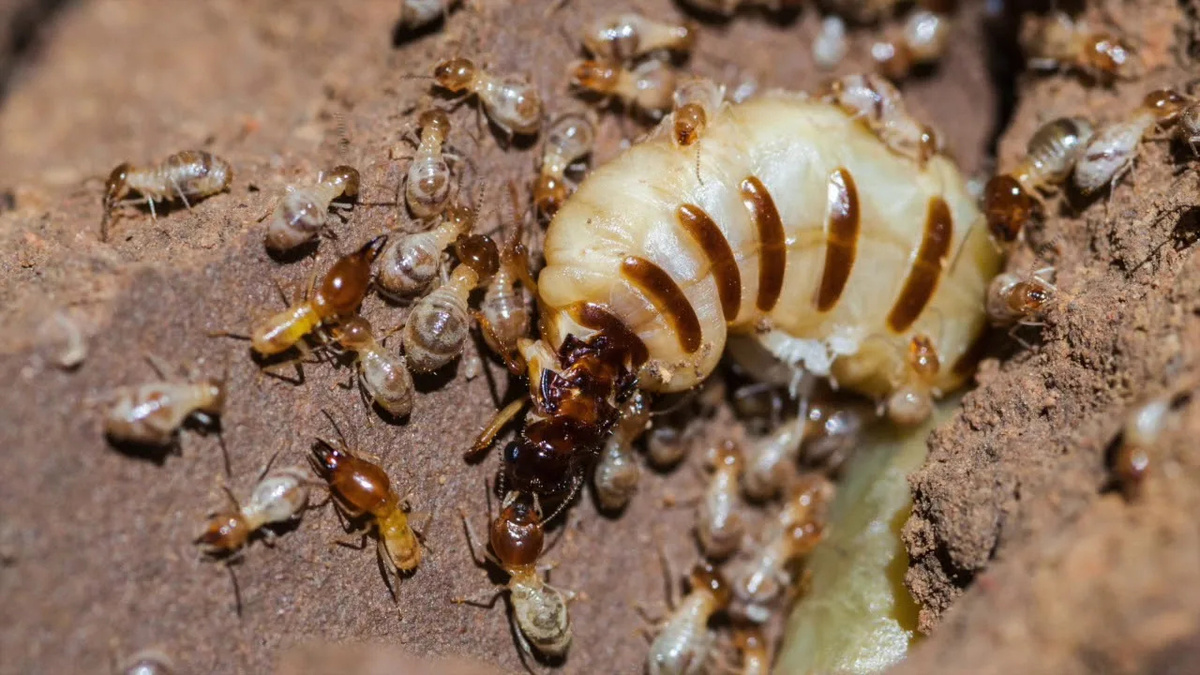    Матка термитов живет дольше 50 летСоцсети