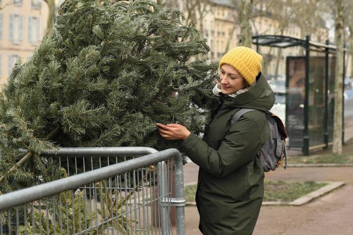 Как правильно выбрать ёлку на ёлочном базаре. Фото © Shutterstock / FOTODOM / kipgodi