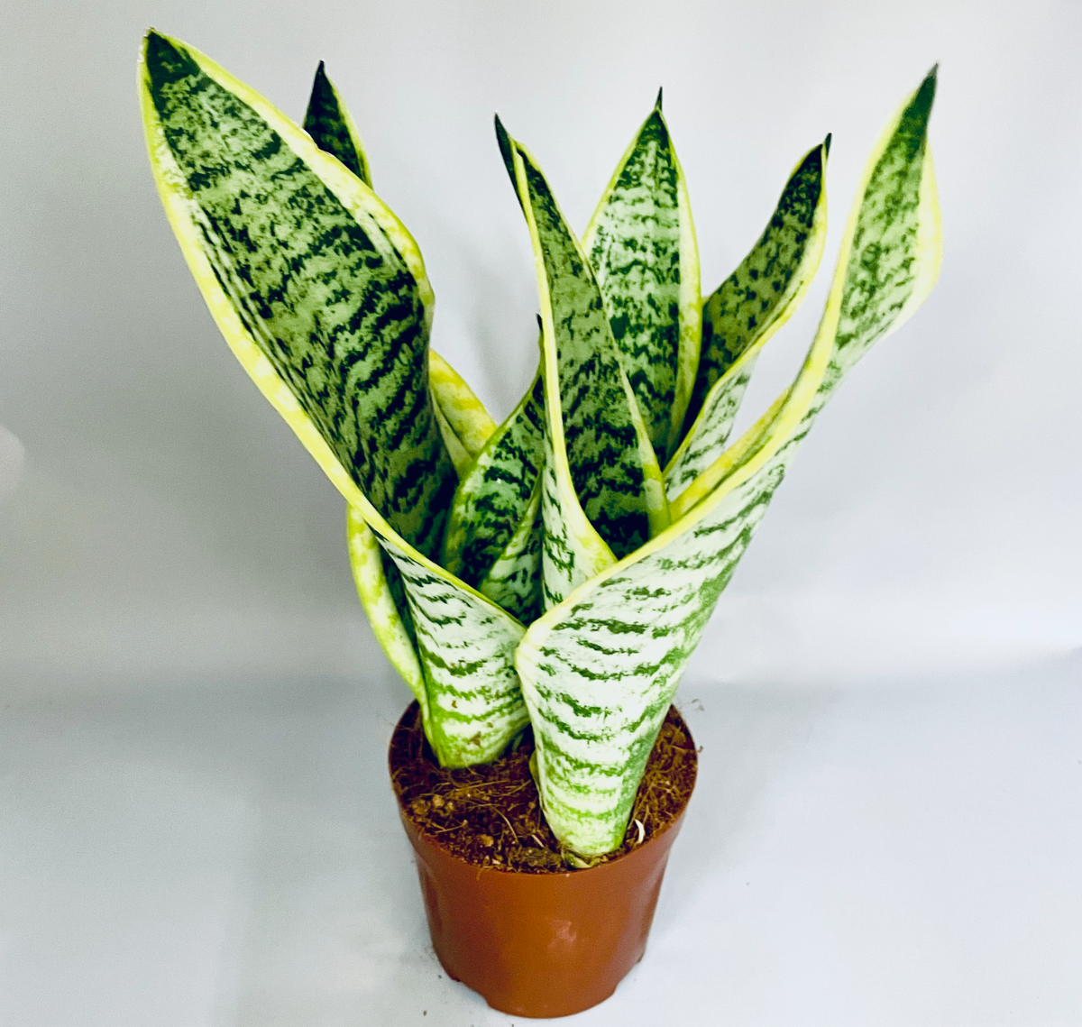 Источник фото: rosinka-n.ru