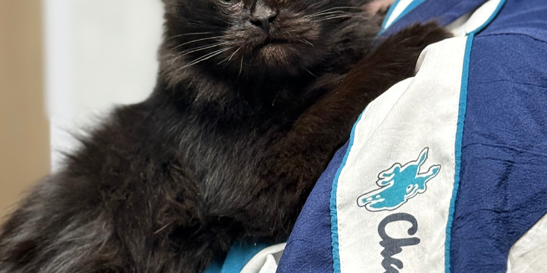 Бездомная кошечка смотрела телевизор, через окно с улицы и мечтала оказаться в тепле. Ася