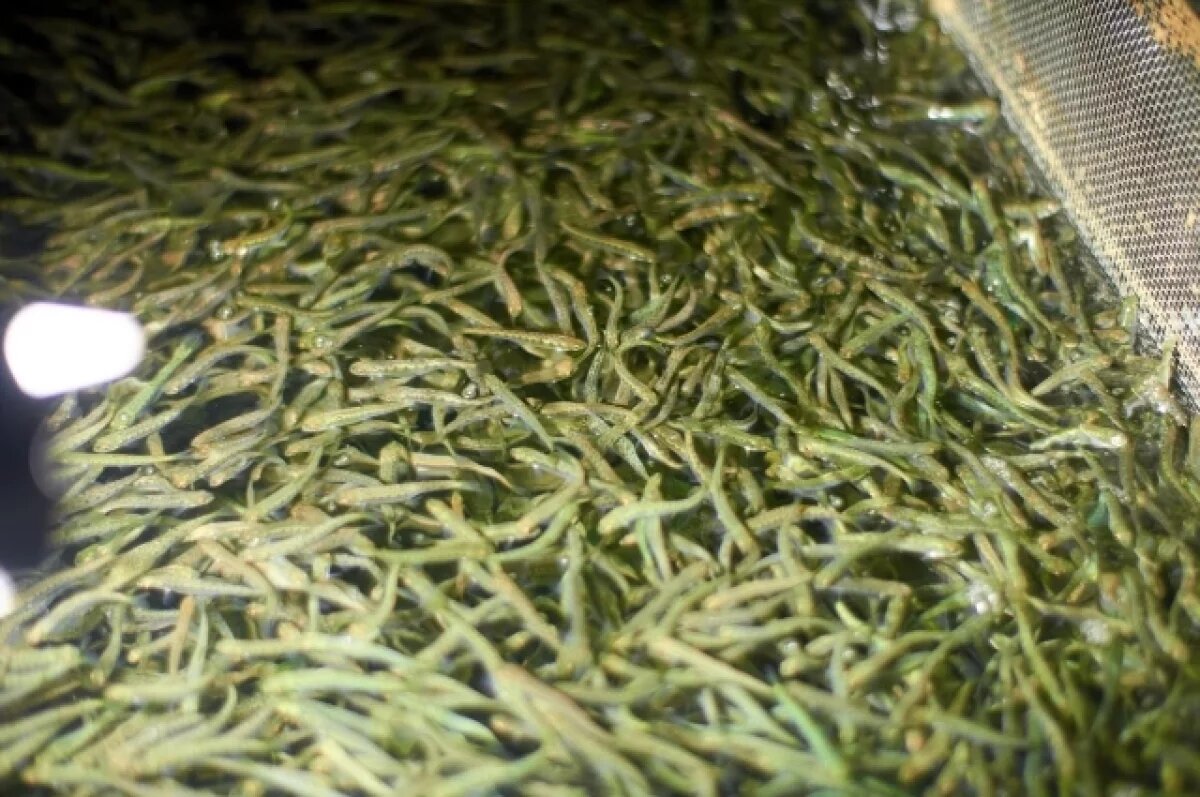    Хабаровский край лидирует по выпуску молоди тихоокеанских лососей