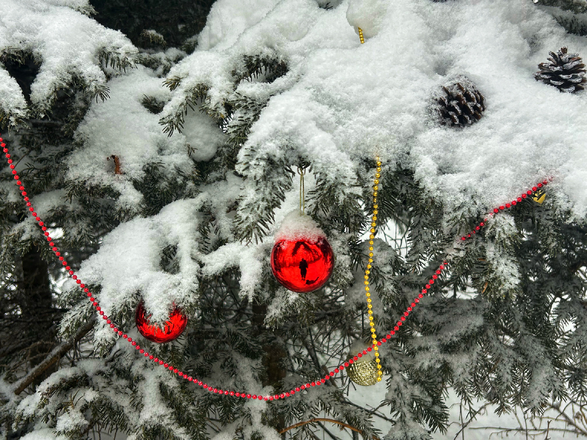 Традиция наряжать елки на горе