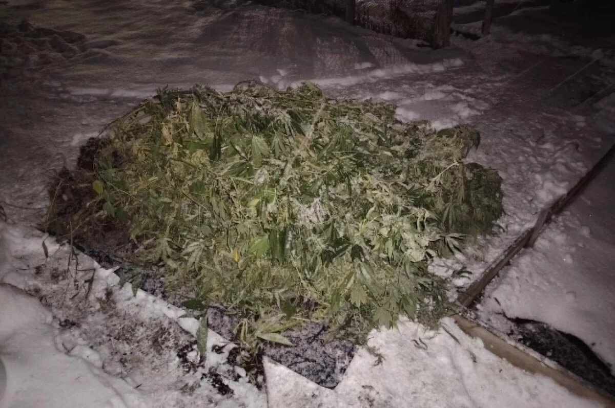    На Камчатке во дворе у сельчанина полицейские обнаружили 63 куста конопли