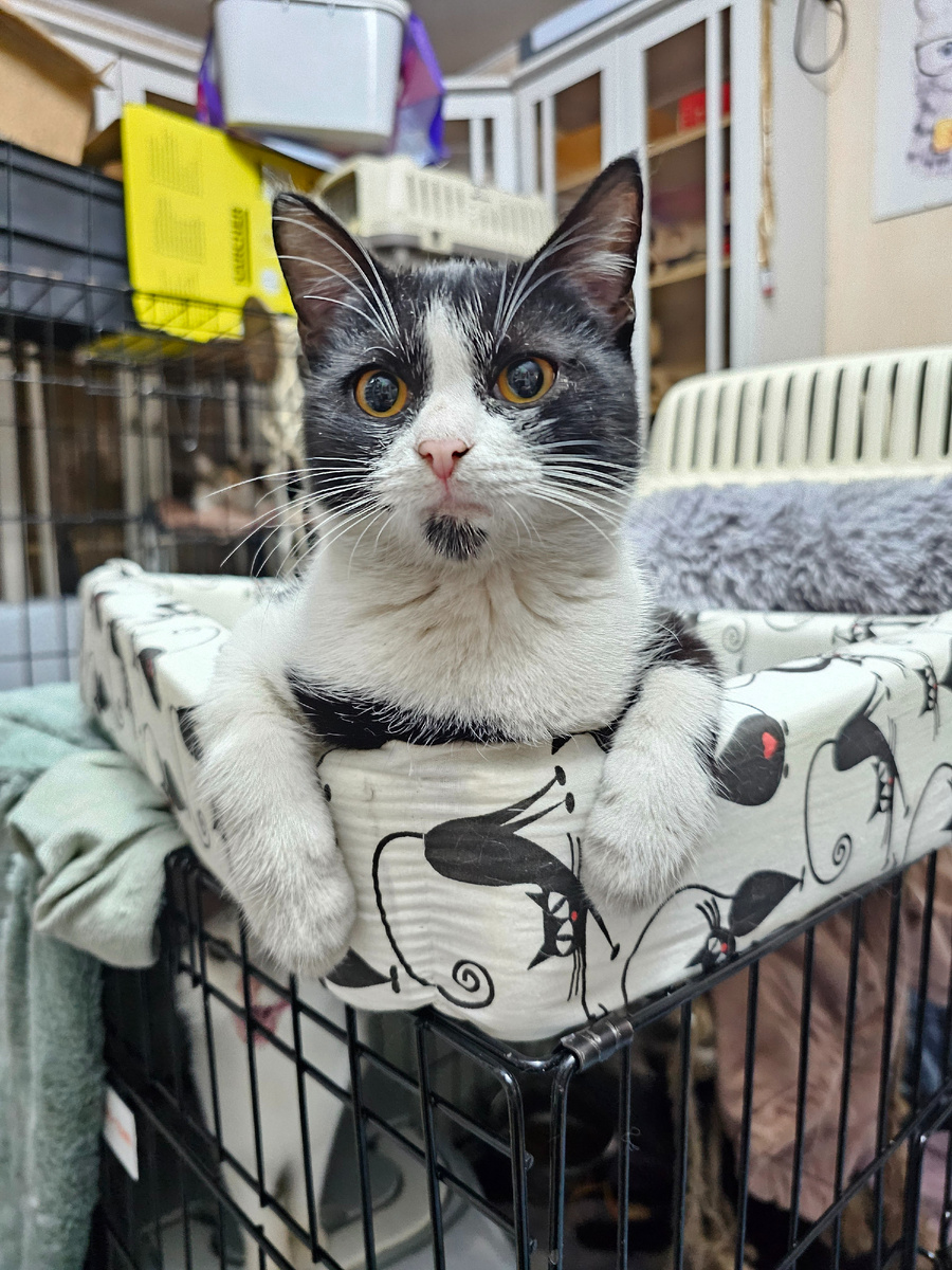 Фото автора. Шаманка.