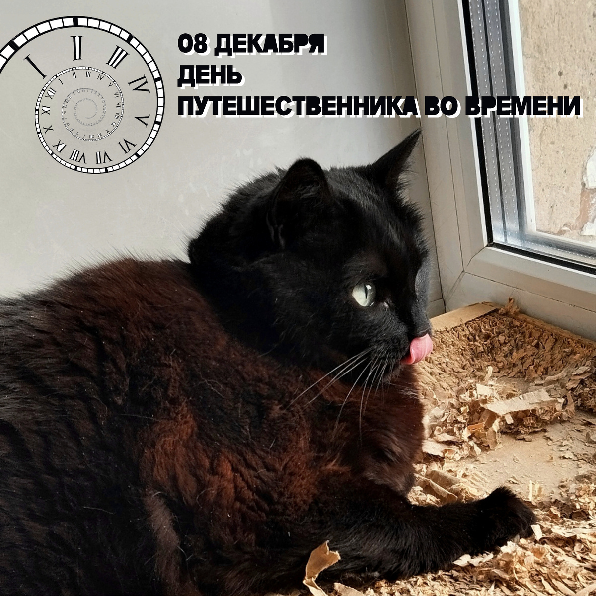 🐾 Комментарий Котейки Специалиста По Всему Такому: