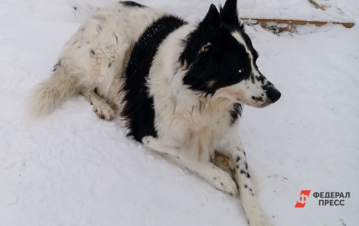 Некоторые читатели настаивают на необходимости пересмотра правовой базы по обращению с животными.  Фото: Фото: ФедералПресс / Елена Майорова