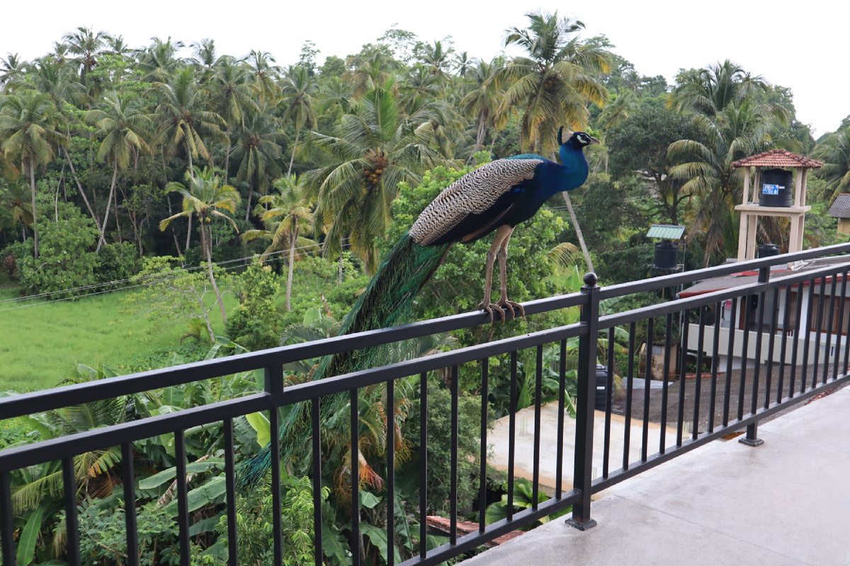 A wild peacock on my balcony
