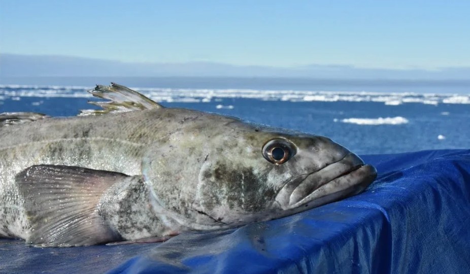 Коварный деликатес: Закажите клыкача на ужин