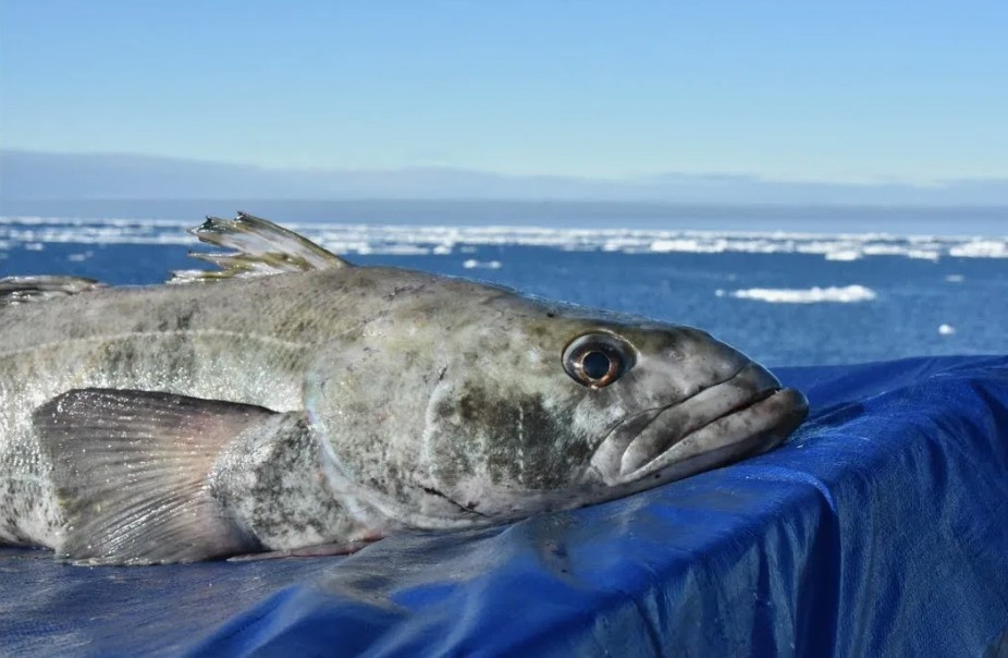 Патагонский клыка - рыба выглядит невинно. Но её анатомия — продуманный план диверсии. 