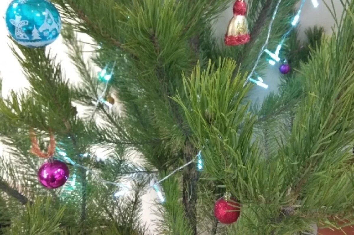    На елочных базарах Новосибирска самая дорогая пихта стоит 30 тысяч рублей