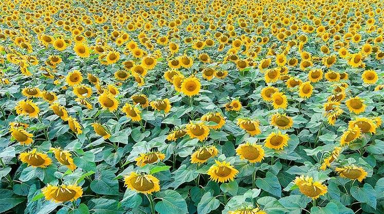    КИРИЛЛ КУХМАРЬ/ТАСС Масла и жмыха будет много