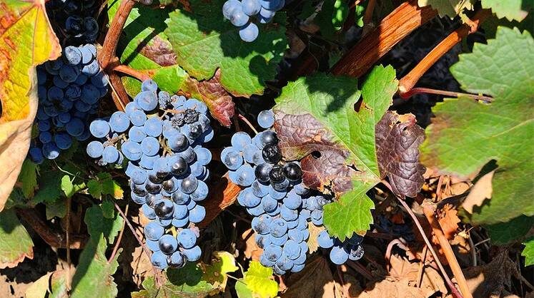    фото автора Флагманский автохтонный сорт винограда «красностоп золотовский» — визитная карточка Дона