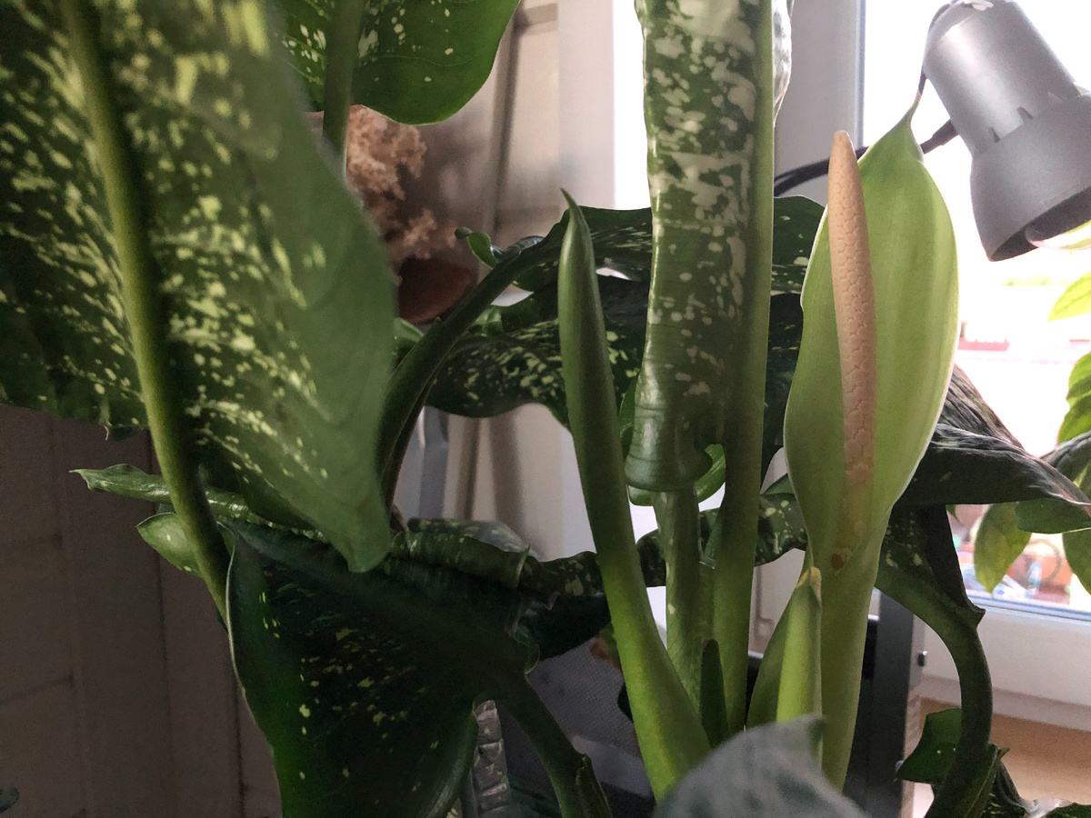 Сок диффенбахии содержит острые кристаллы оксалата кальция