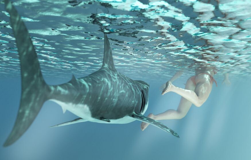    Акула опять напала на россиянку. Местный устроил резню на пляже: популярные заграничные курорты становятся опасными?