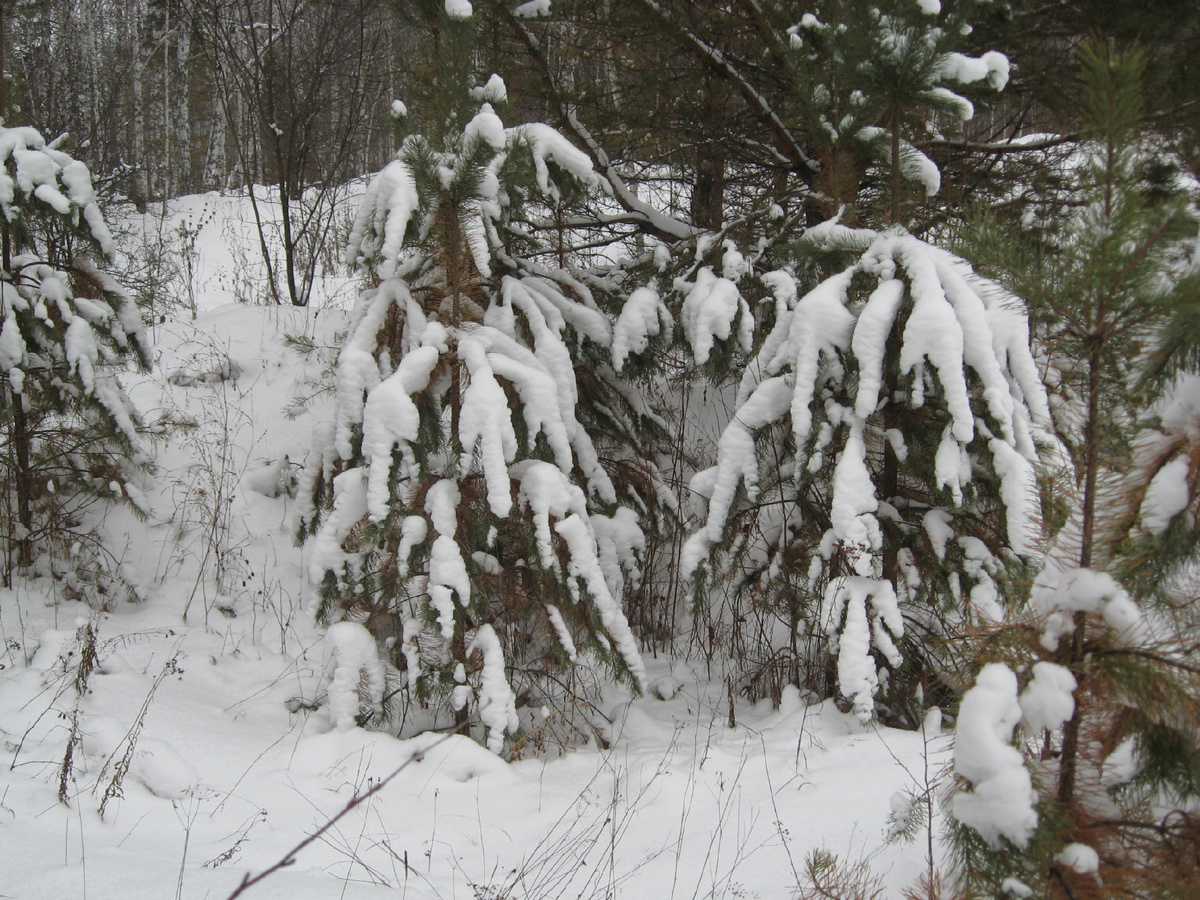 Ёлки покрыты снегом