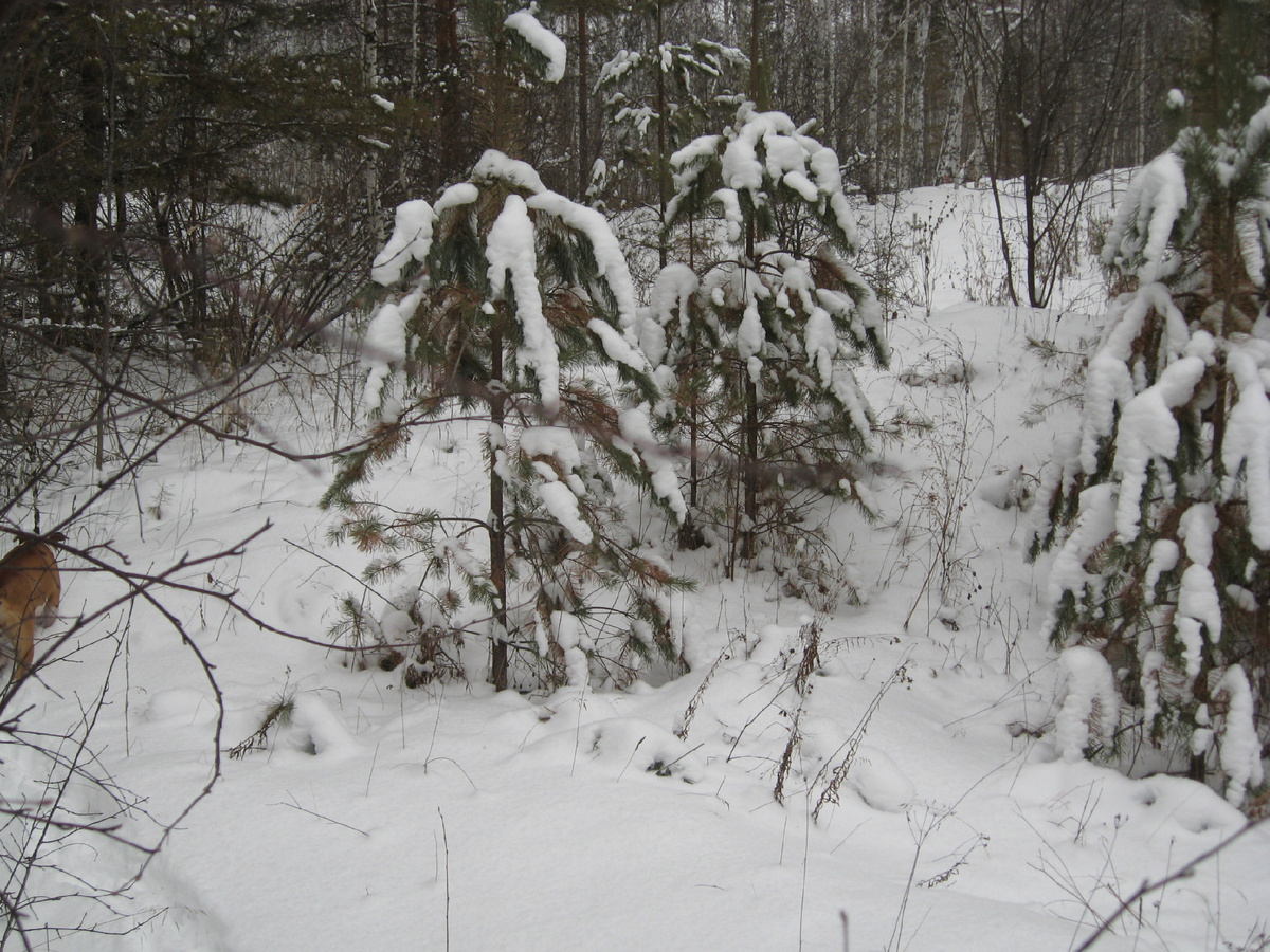 Зимняя тишина