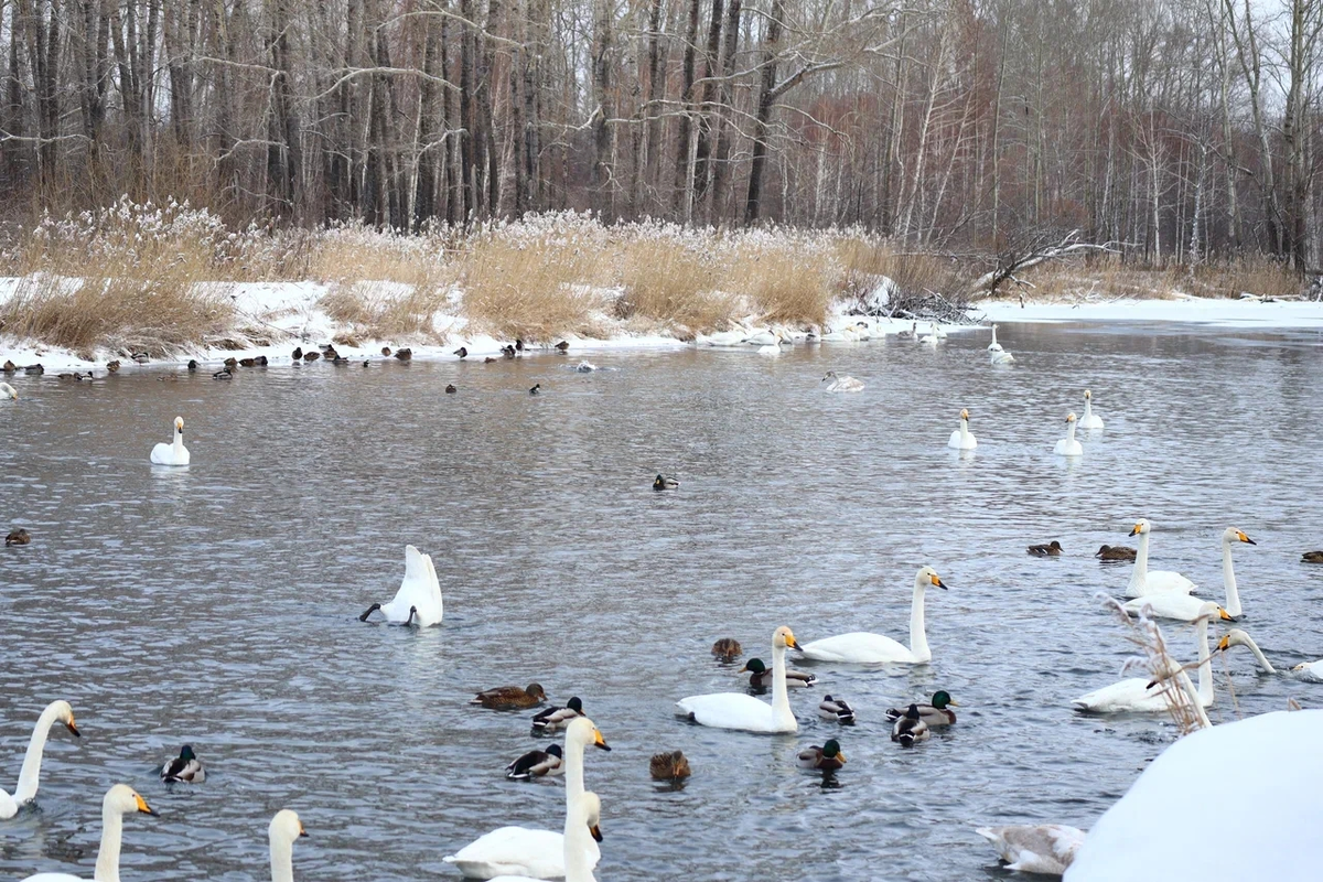 Лебединый заказник на озере Светлое Алтайский край. Фото автора