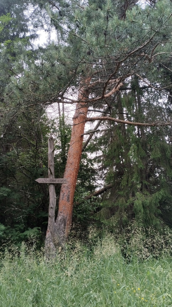 Начало похода. Первое необычное дерево