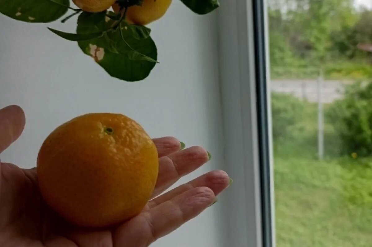    Новосибирская область вошла в тройку лидеров по поставкам мандаринов