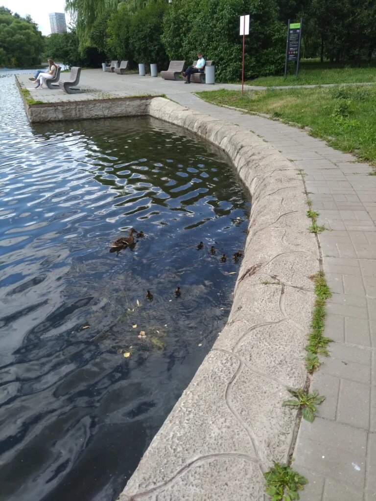 Пример не подходящего для водоплавающих птиц берега  📷
