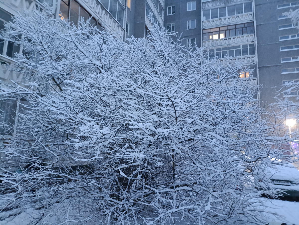 Деревья нарядились