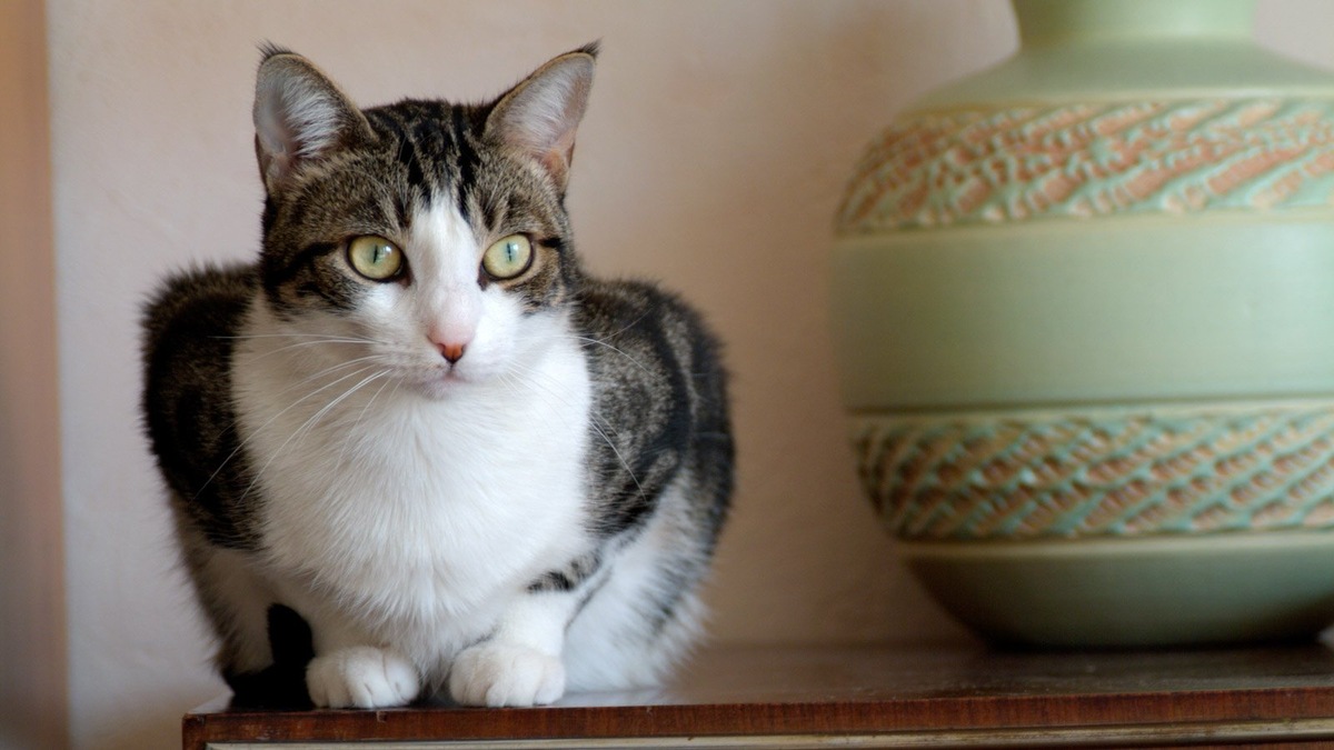    Кошки расселялись по планетам и наших домам медленно и методоично