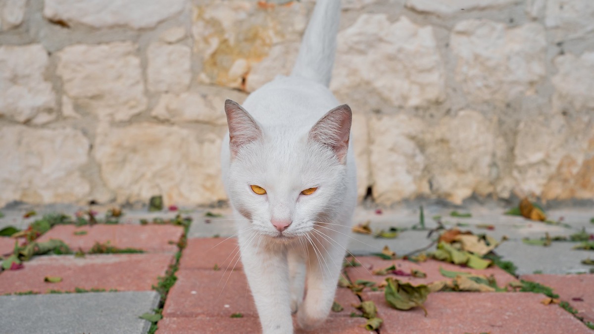    Кошки путешествовали в основном на судах