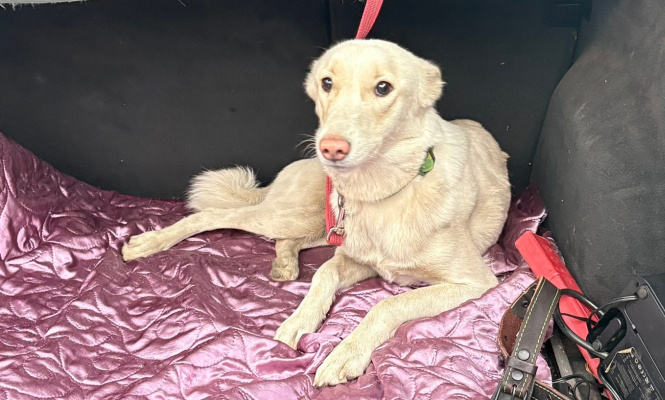    фото: © Биг Алерт, МЧС по Карелии