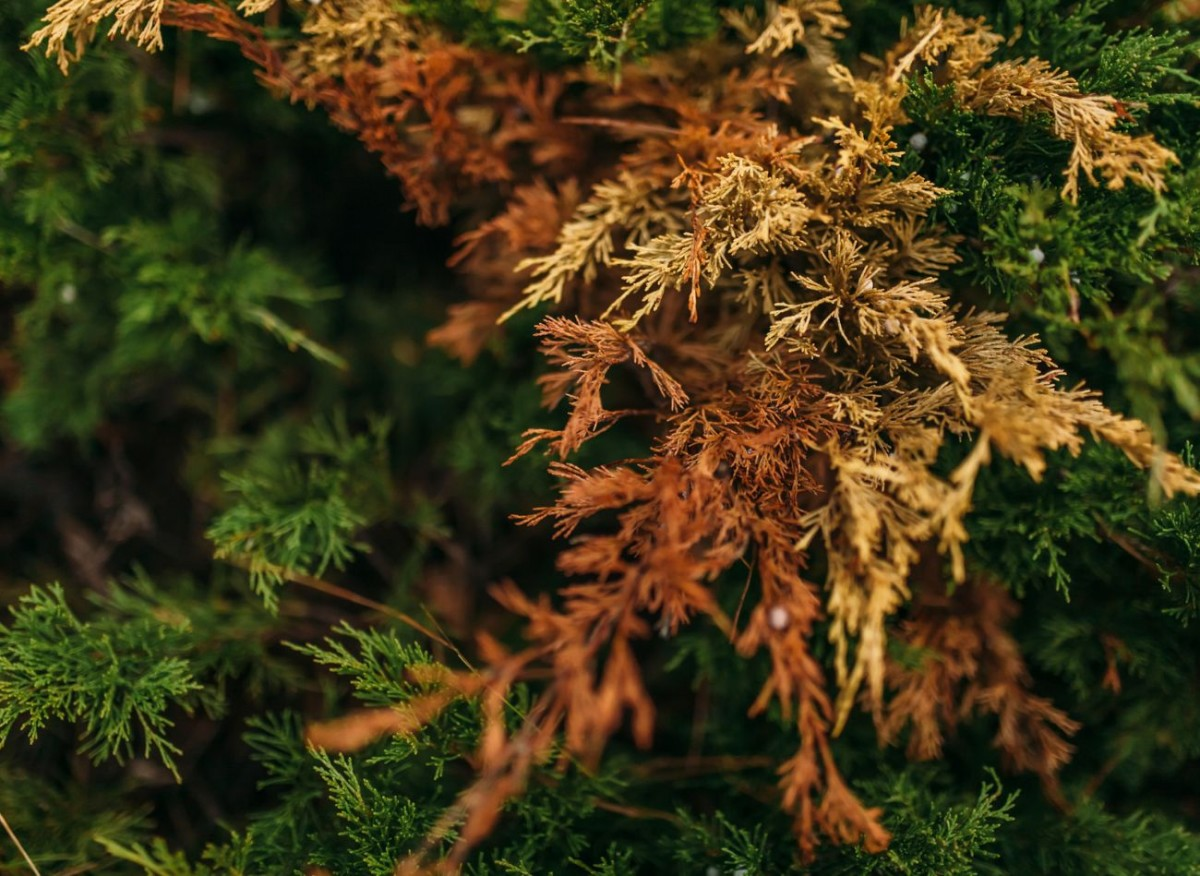 Горят хвойники зимой. Вдали от города