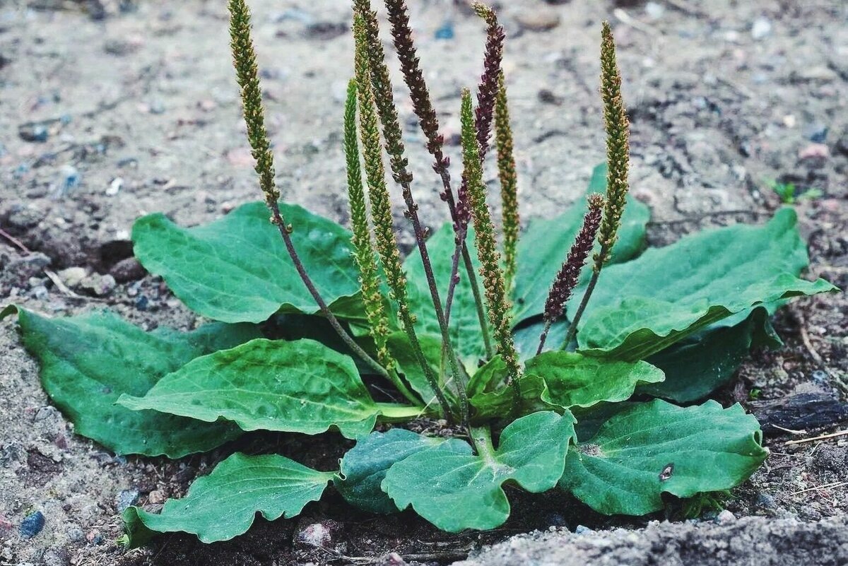 Подорожник